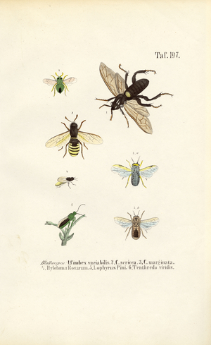 Sawflies and their species, 1850 (lithography)