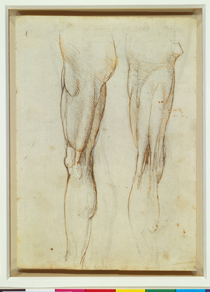 The muscles of the thigh, c.1508 (pen, ink, black chalk, paper)