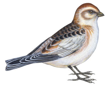 Snow bunting
