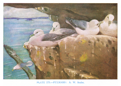 Fulmars, illustration from 'British Birds' by Kirkman & Jourdain, 1966 (colour litho)