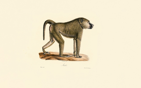 Olive Baboon, 1824 (hand-coloured litho)