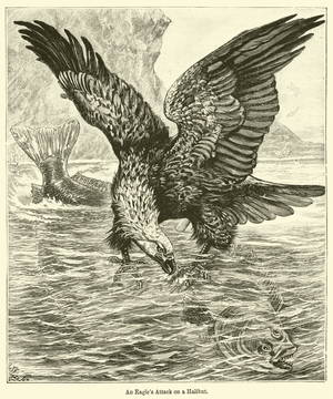 An Eagle's Attack on a Halibut (engraving)