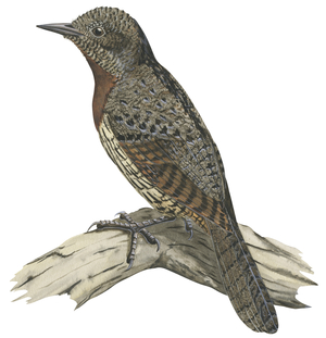 Red-breasted wryneck