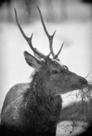 Feeding of wild animals at Berchtesgaden, 1952 (b/w photo)