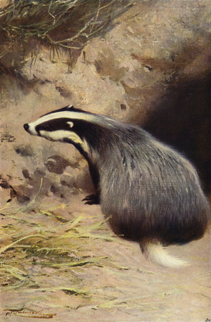 Badger (colour litho)