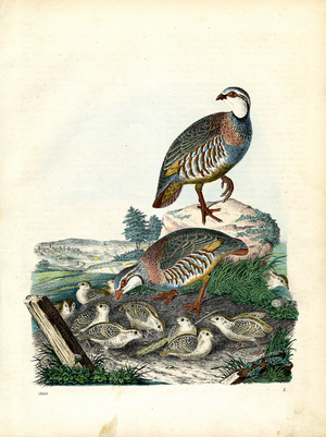 Grey Partridge Family with Chicks (engraving)