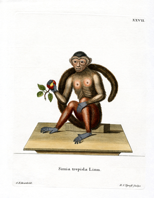 Tufted Capuchin (coloured engraving)