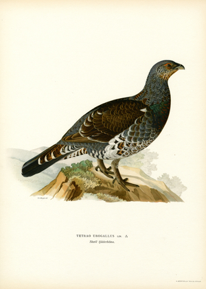 Western Capercaillie (colour litho)