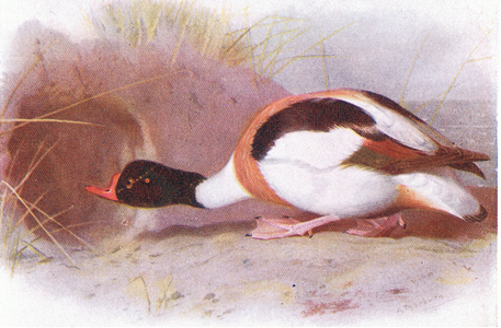 Sheld Duck (colour litho)