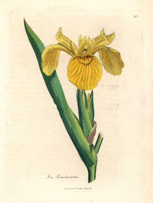 Yellow water flag, Iris pseudocorus, from a botanical illustration by James Sowerby from William Woodville and Sir William Jackson Hooker's "Medical Botany" 1832 (handcoloured copperplate engraving)