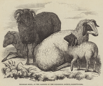 Thibetan Sheep, at the Gardens of the Zoological Society, Regent's-Park (engraving)