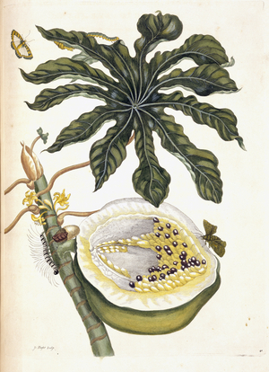 Illustration from 'Insects of Surinam', 1726 (hand-coloured engraving)