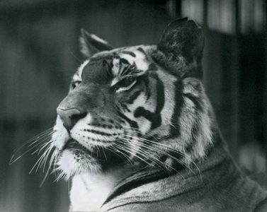 Tigress 'Sally' at London Zoo in 1927 (b/w photo)