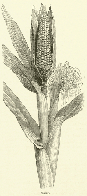 Maize (engraving)