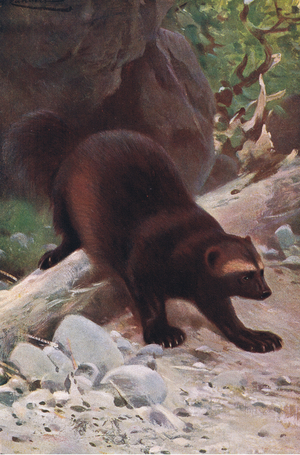 Glutton or Wolverine, from Wildlife of the World published by Frederick Warne & Co, c.1900 (colour litho)