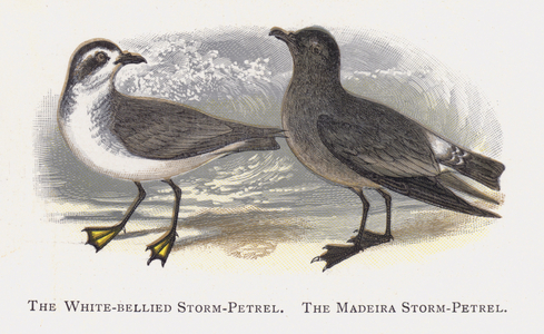 The White-bellied Storm-Petrel, The Madeira Storm-Petrel (chromolitho)