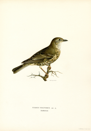 Mistle Thrush (colour litho)