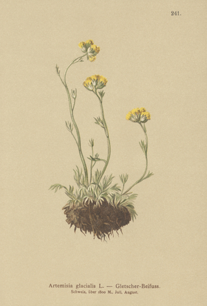 Glacier Wormwood (Artemisia glacialis) (colour litho)