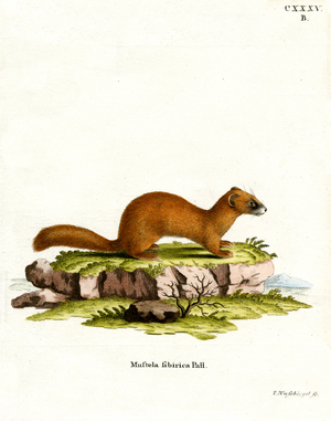 Siberian Weasel (coloured engraving)
