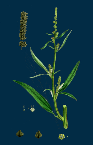 Taraxacum Officinale, Var. Erythrospermum; Common Dandelion, Var. B.