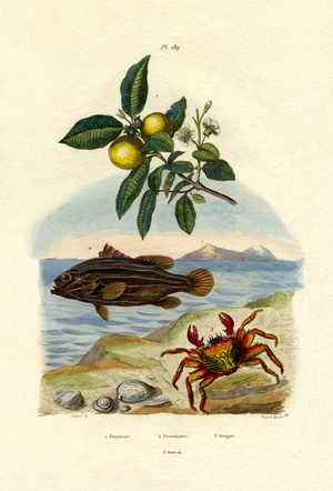 Guava, 1833-39 (coloured engraving)