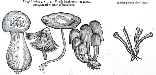 A selection of poisonous fungi