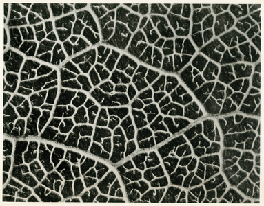 Columbia Blatt. 1929 (photogravure)