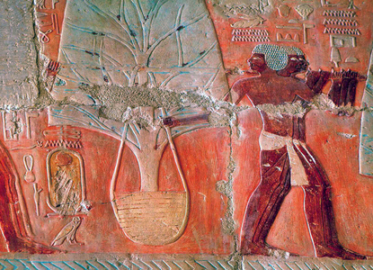 Egypt: Relief depicting myrrh trees carried in a basket by Queen Hatshepsut's expedition to Punt, c. 1480 BC