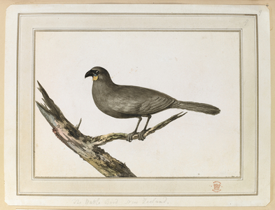 Drawing of a Wattle bird; made during the visit to New Zealand between 12 and 25 February 1777, on Captain Cook's Third Voyage.