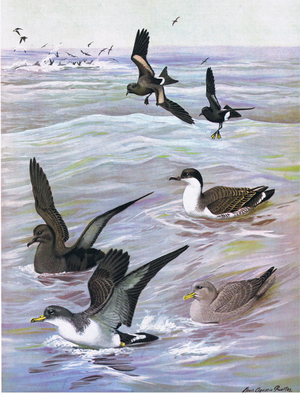 Illustration from The Natural History of American Birds of Eastern and Central Nort America pub. by Bramhall House c.1970 (colour litho)