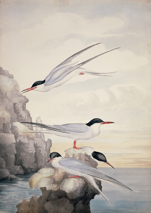 Sterna hirundo