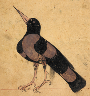 Raven.
