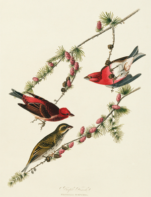 Carpodacus purpureus, Purple Finch, Plate 4 from John James Audubon's Birds of America, original double elephant folio, 1827-30 (hand-coloured aquatint)