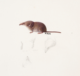 Study of a shrew (oil and pencil on paper)