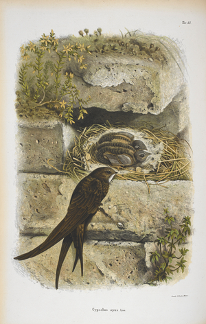 Cypselus Apus. The Common Swift.