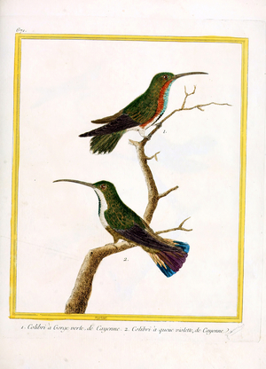 Hummingbirds from Cayenne (print)