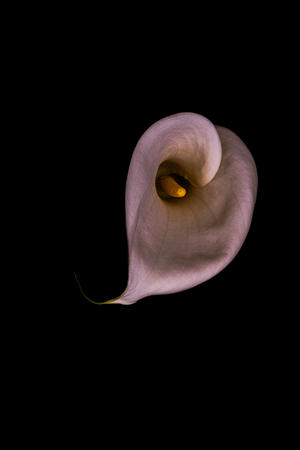Lily's Heart, 2026 (photo)