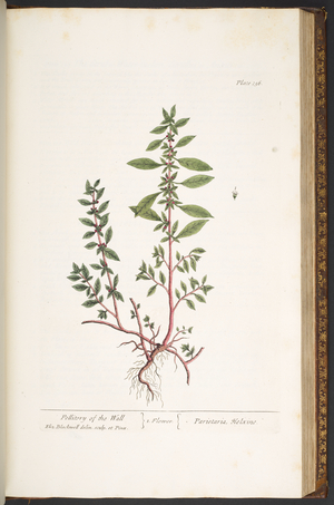 Plate 156, from 'A Curious Herbal', 1737 (coloured engraving)