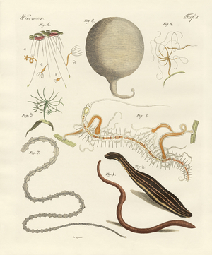 Strange worms (coloured engraving)