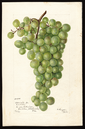 Vitis: Admirable de Courtiller (watercolour on paper)