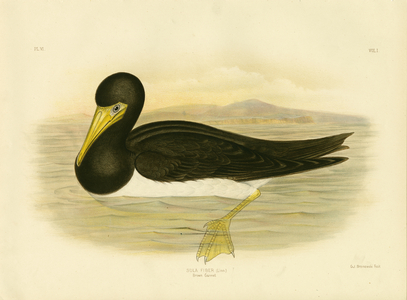 Brown Gannet, 1891 (colour litho)