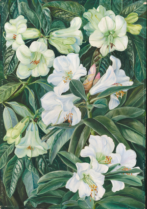 Rhododendrons of north India, 1878 (oil on board)