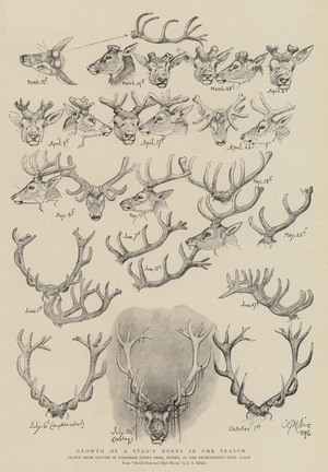 Growth of a Stag's Horns in One Season (litho)