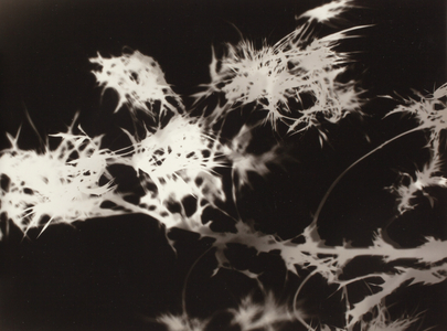 Untitled (gelatin silver print) 