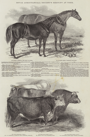 Royal Agricultural Society's Meeting, at York (engraving)