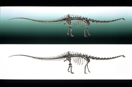 Diplodocus skeleton