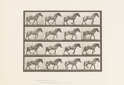 Plate 569. Hauling;Dark-Gray Belgian Horse Hansel, 1885 (collotype on paper)