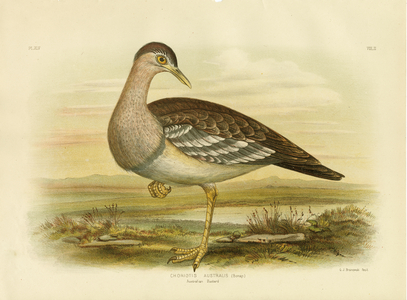 Australian Bustard Or Bush Turkey, 1891 (colour litho)