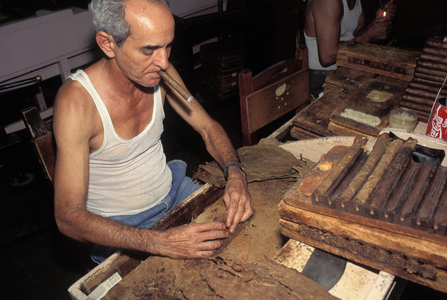 Cuba, Pinar Del Rio.  Cigar Factory, Men Handmaking Cigars.