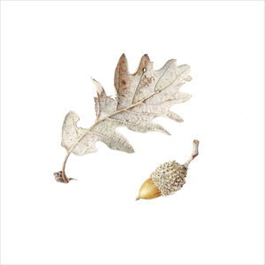 Oak leaf & Acorn